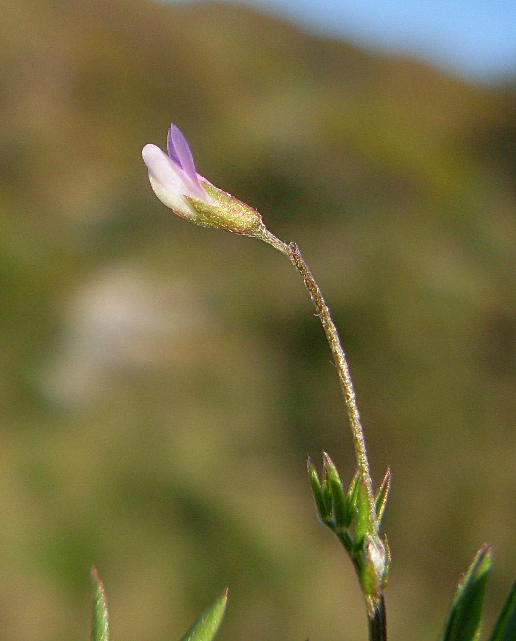 Ervum tetraspermum (=Vicia tetrasperma) / veccia a quattro semi